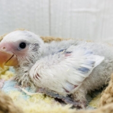 冬の空色を羽にとじこめて🩵🩵コザクラインコのパイド系🌟