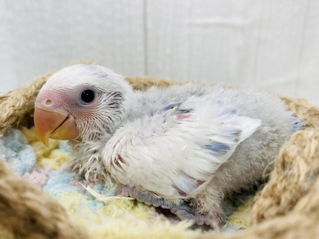 冬の空色を羽にとじこめて🩵🩵コザクラインコのパイド系🌟