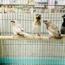 ちょいレアフィンチペア～(*’ω’*)　ヨーロッパ十姉妹