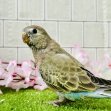 ムッチムチ！　だ・け・ど♪♪　アキクサインコ