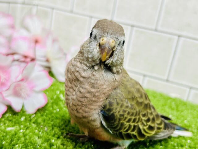 アキクサインコ（秋草インコ）
