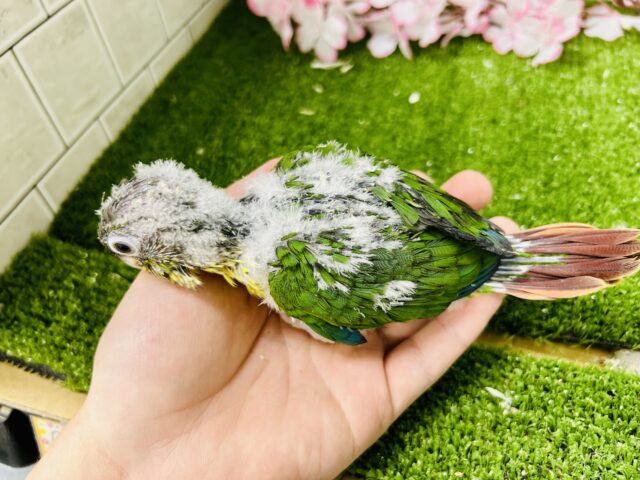 ワキコガネウロコインコ