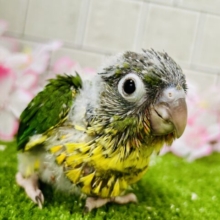 【最新画像更新☆☆】ふわモコボディ☁は食いしん坊？？　ワキコガネウロコインコ　
