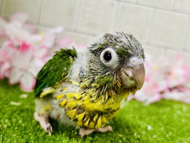 ワキコガネウロコインコ