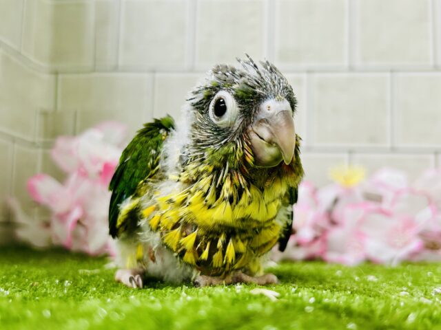 ワキコガネウロコインコ