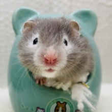 優しいお顔💓グレーのもふもふくん❣️セーブルハムスター