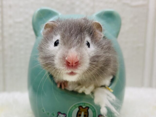 優しいお顔💓グレーのもふもふくん❣️セーブルハムスター