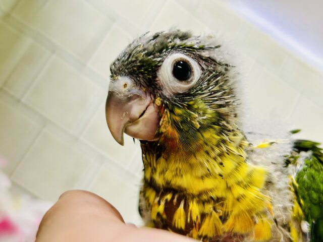 ワキコガネウロコインコ