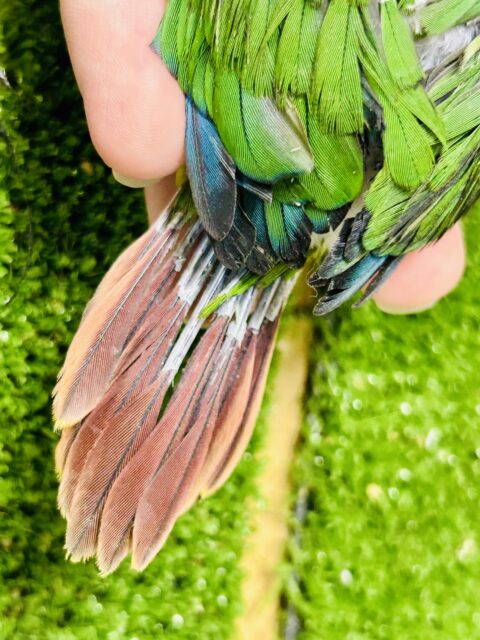 ワキコガネウロコインコ