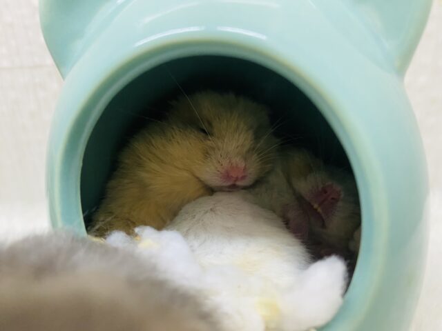 ゴールデンハムスター