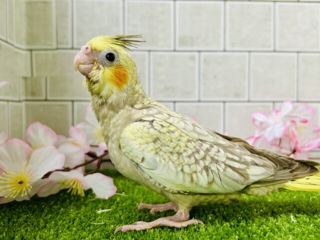 オカメインコ