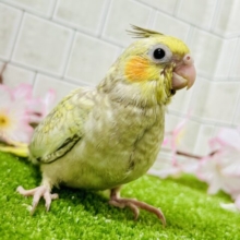 ほんわかマイルドカラー☕　オカメインコ