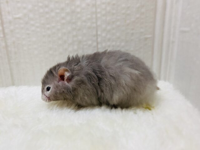 ゴールデンハムスター