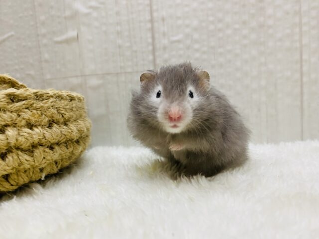 ゴールデンハムスター