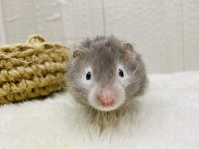 ゴールデンハムスター