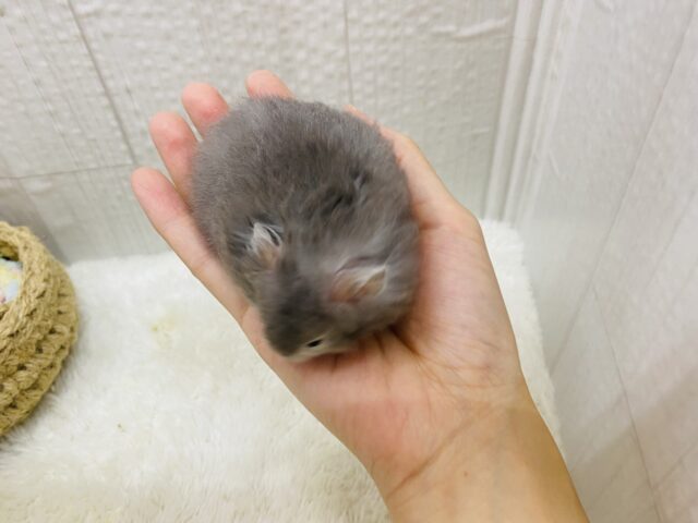 ゴールデンハムスター