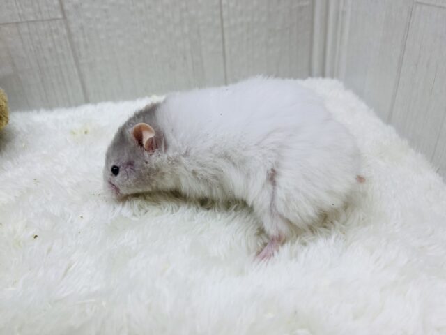 ゴールデンハムスター