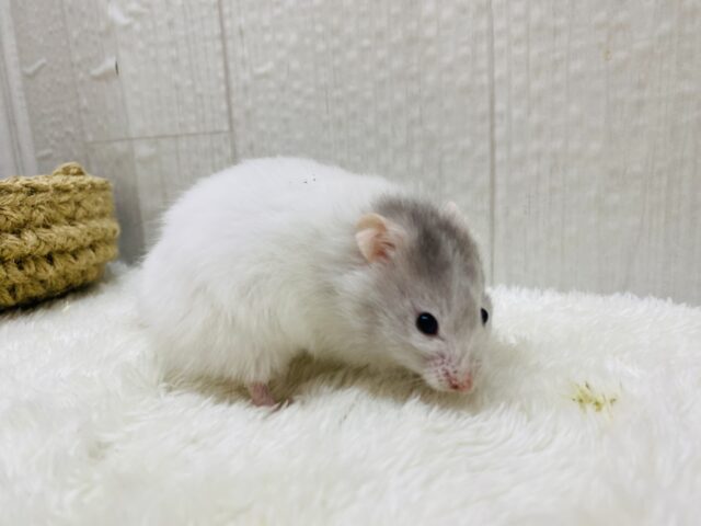 ゴールデンハムスター