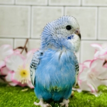 将来は大物になっちゃう？？　セキセイインコ