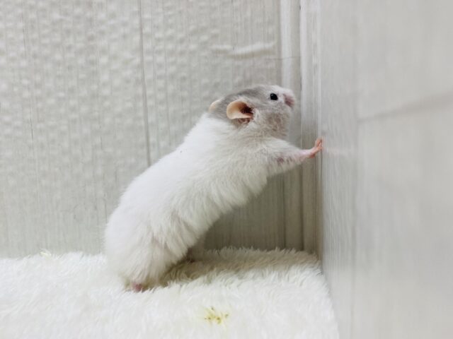 ゴールデンハムスター