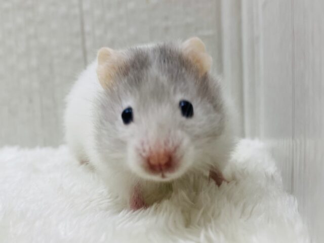 激カワ❤️グレーと白のもふもふさん‼️セーブルハムスター🐹⭐️