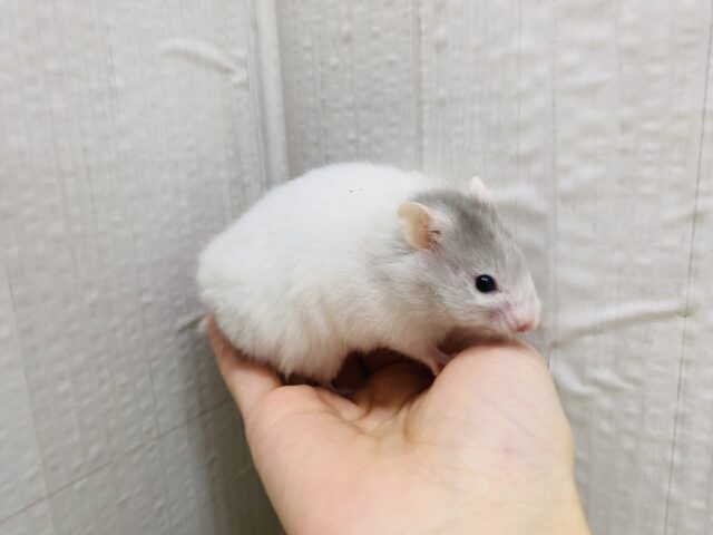 ゴールデンハムスター