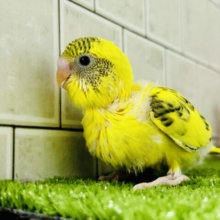 ガラッとハデハデ？？　セキセイインコ