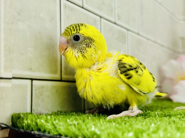 ガラッとハデハデ？？　セキセイインコ