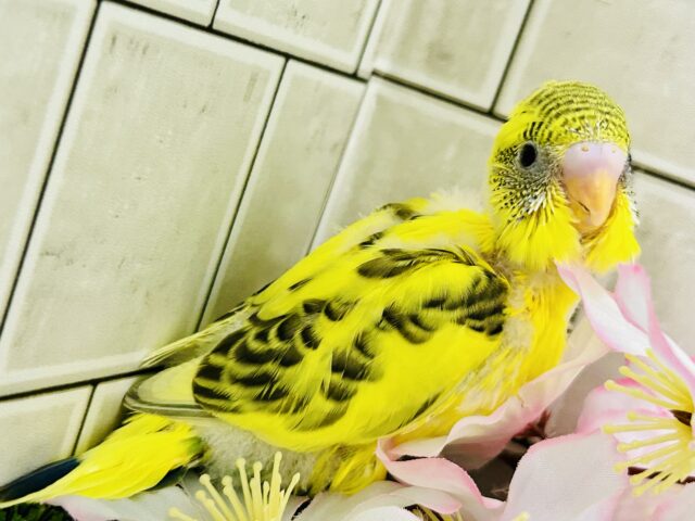 セキセイインコ