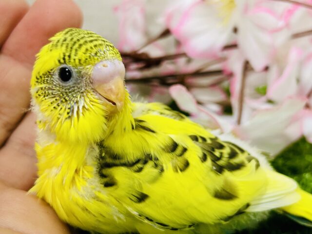 セキセイインコ
