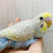 オーラ放つ✨✨淡くてステキすぎるっ💓セキセイインコやって来た‼️