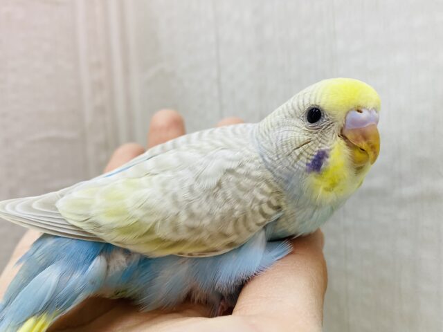 オーラ放つ✨✨淡くてステキすぎるっ💓セキセイインコやって来た‼️