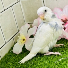 ちょいとシックにお久しぶり？？　セキセイインコ