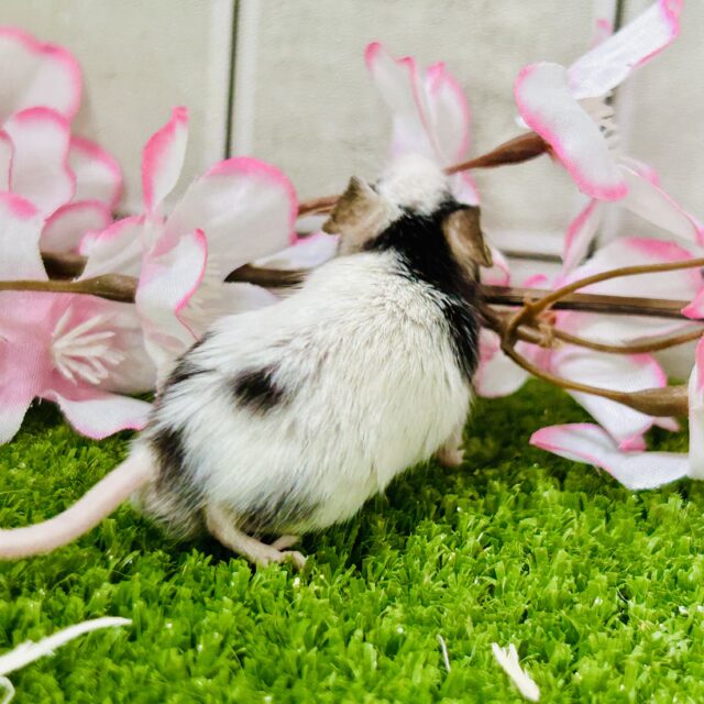 パンダマウス