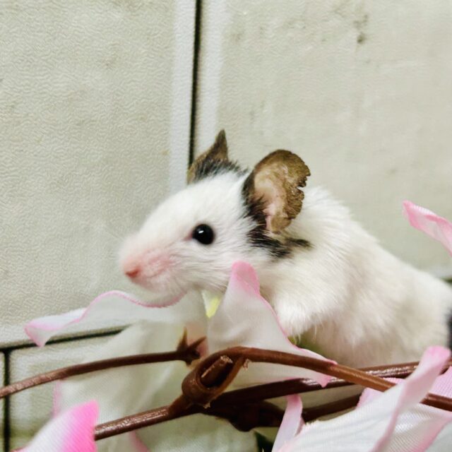 パンダマウス