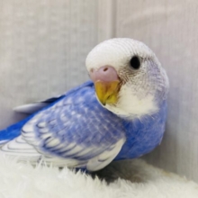 羽のふちまでオシャレなコ💜セキセイインコのスパングル！！