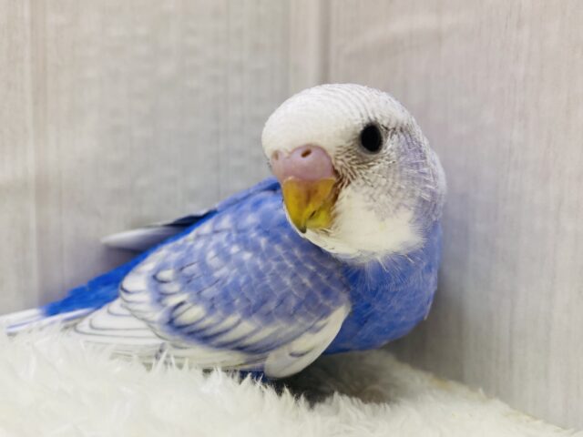 羽のふちまでオシャレなコ💜セキセイインコのスパングル！！