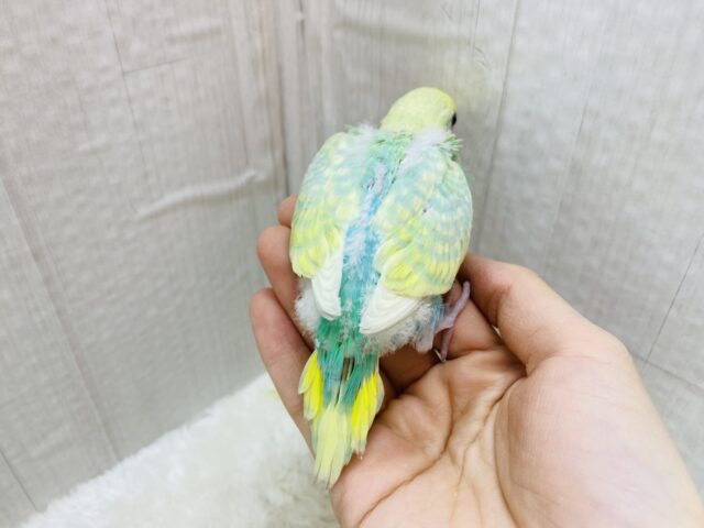 セキセイインコ