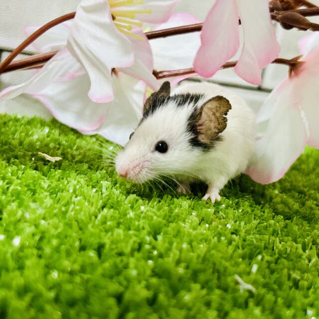 パンダマウス