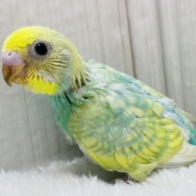 ぱっちりオメメでとろけちゃう👀💕セキセイインコ（パステルカラーレインボー）🌈