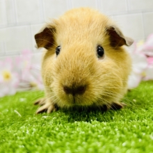 ずっしり！　もっちり！　鏡もち～♪♪　ロシアンモルモット