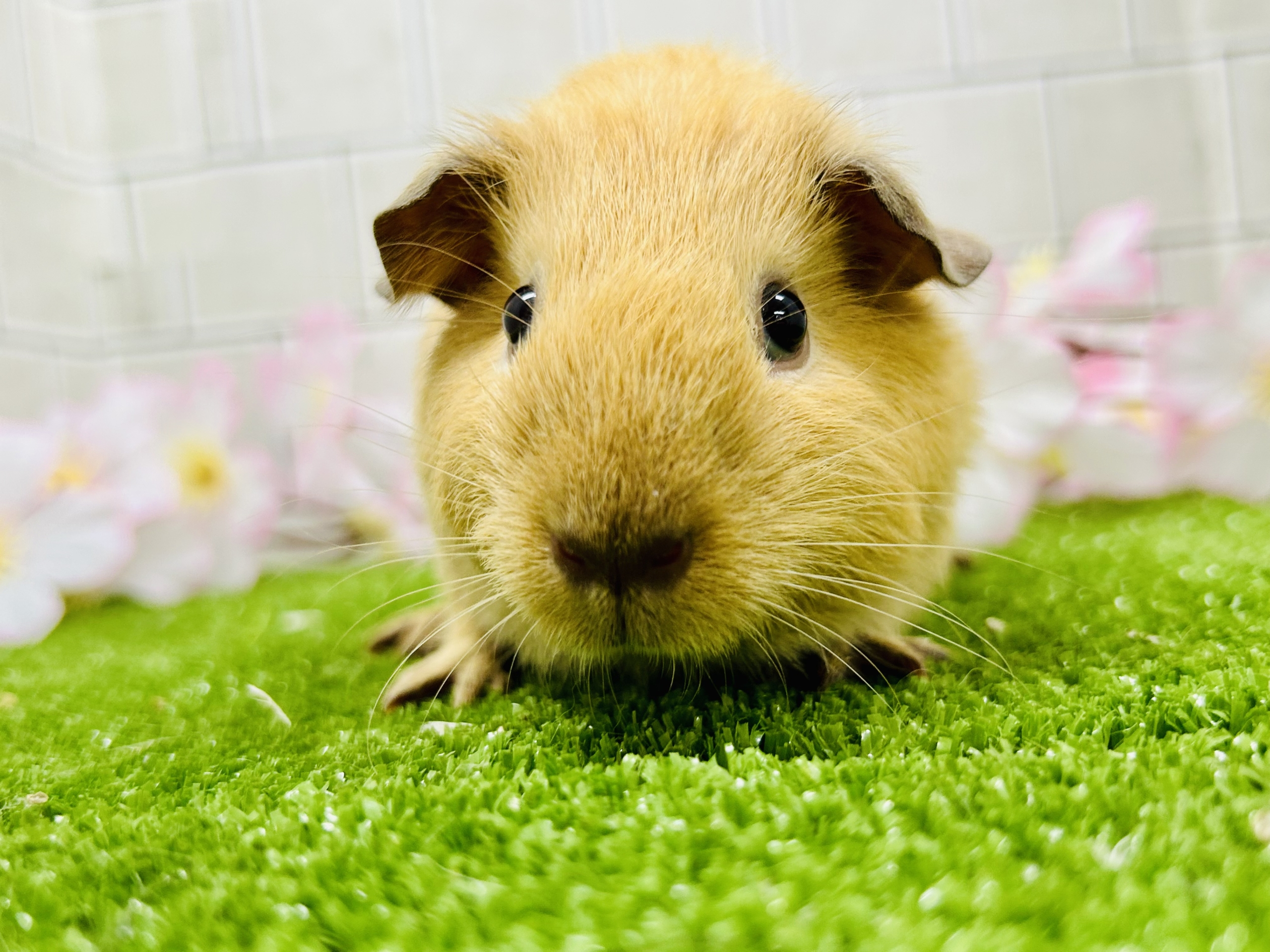 ずっしり！　もっちり！　鏡もち～♪♪　ロシアンモルモット