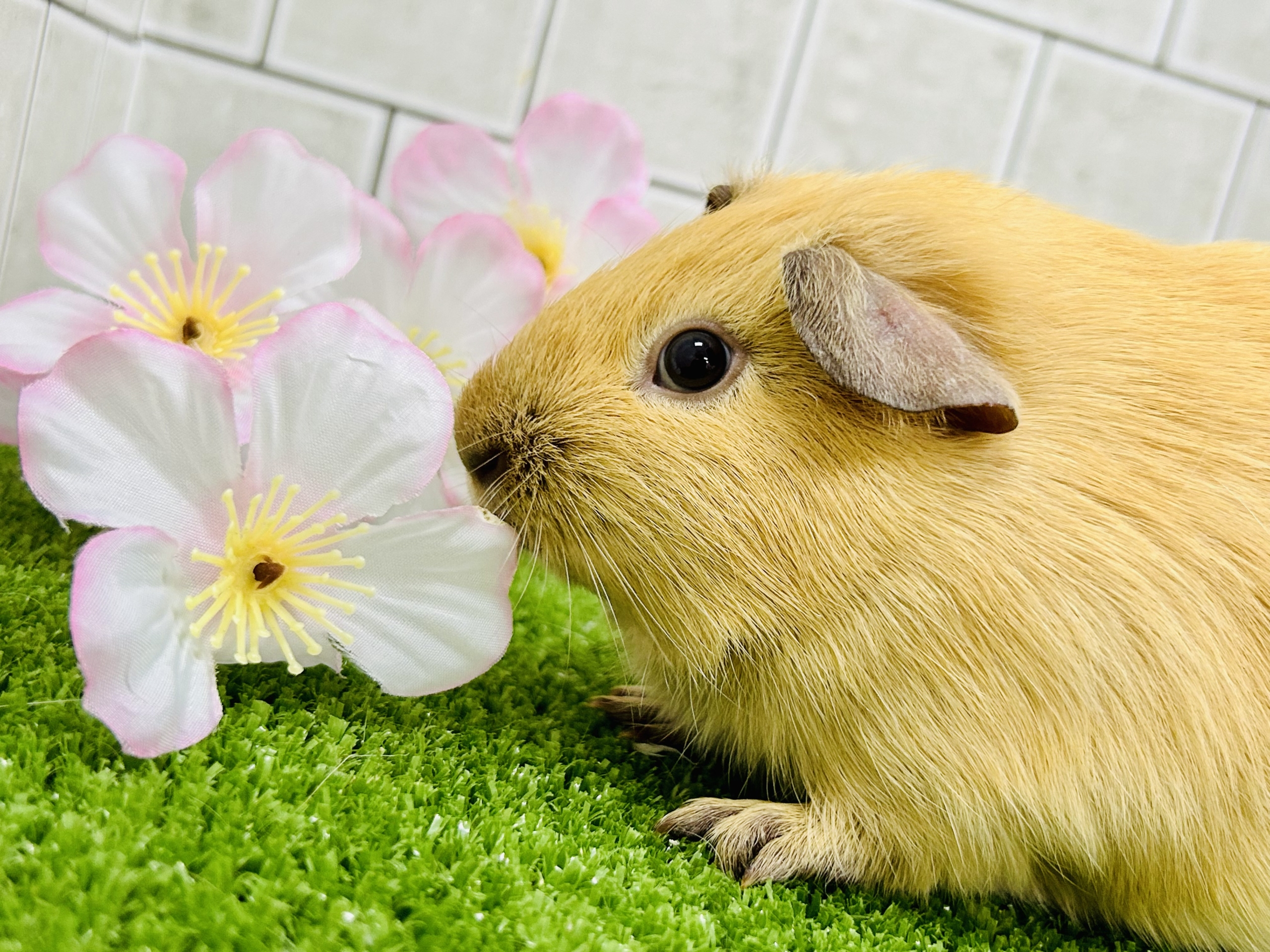 ロシアンモルモット