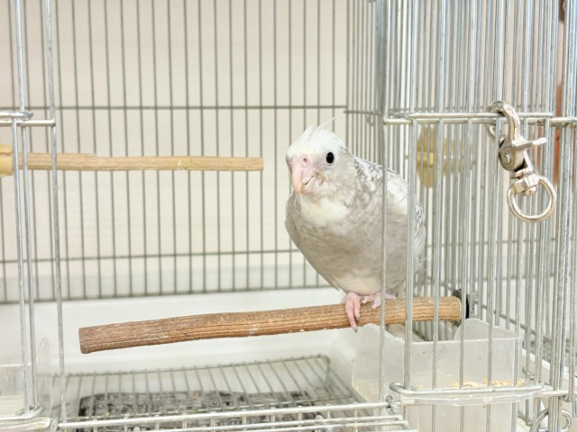 オカメインコ