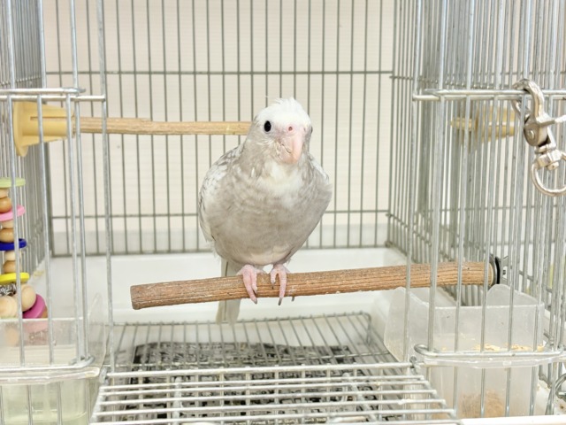 オカメインコ