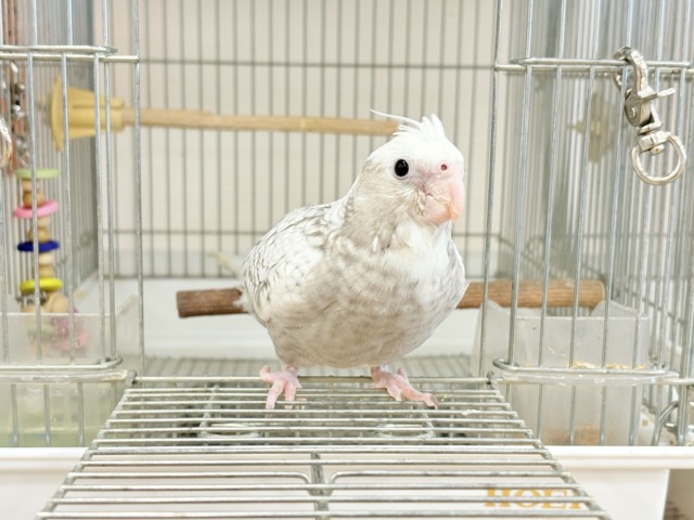 オカメインコ