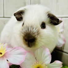 やつはとんでもない物を盗んでいきました・・・　あなたの心です・・・　ロシアンスモークモルモット