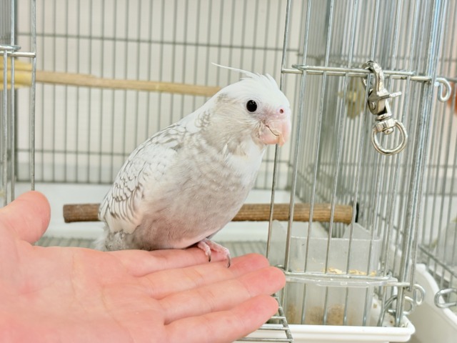 オカメインコ