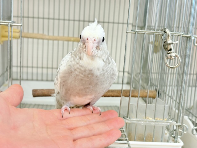 オカメインコ