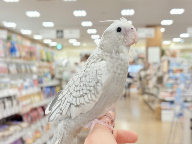オカメインコ